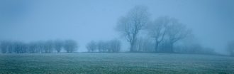 Misty Morning Field