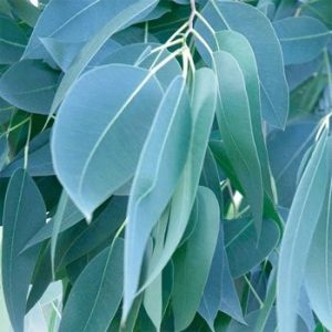 Eucalyptus1